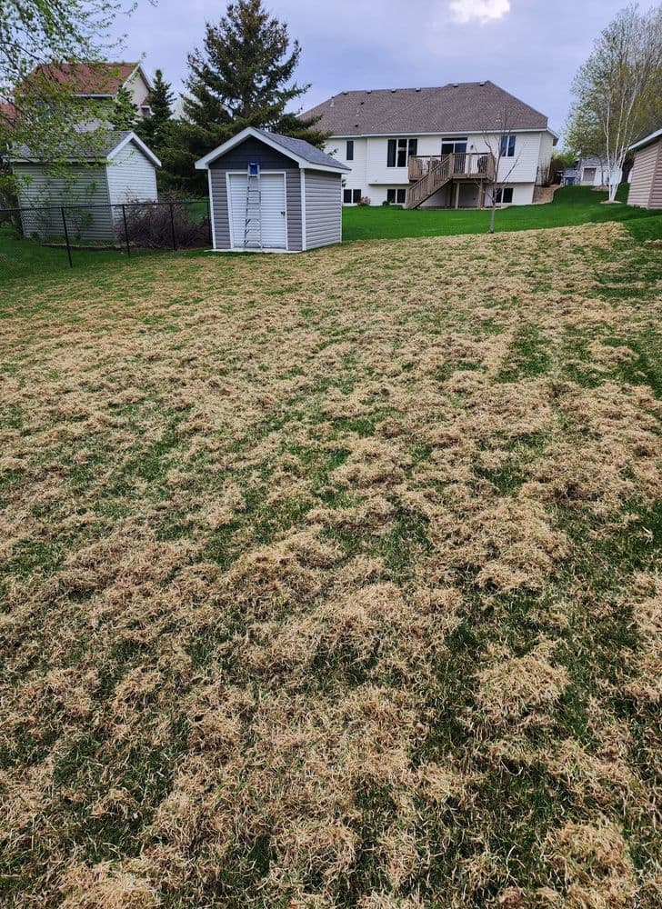 Lawn covered with straw-like debris in a residential backyard with a shed and house.