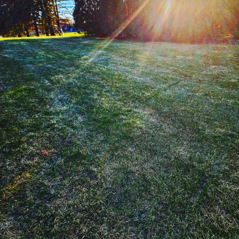 Sunlit grassy field with lens flare and trees in the background on a clear day.